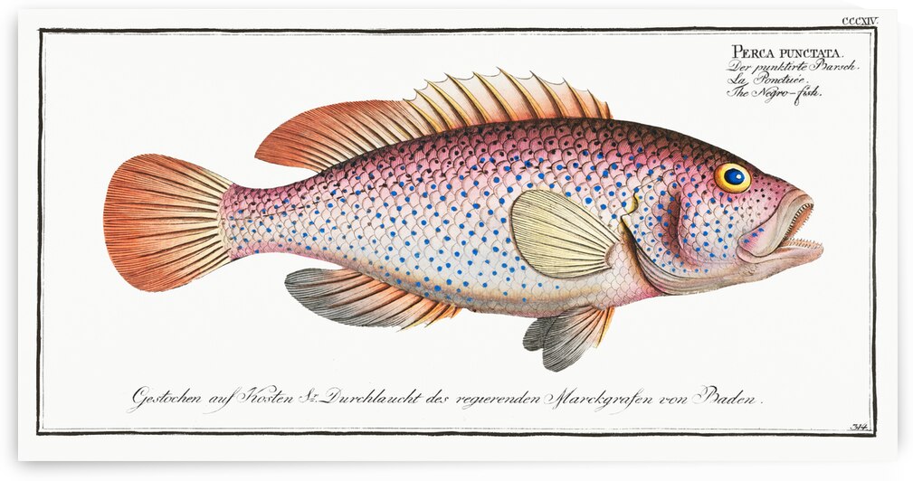 Negro-fish Perca punctata by IStockHistory com