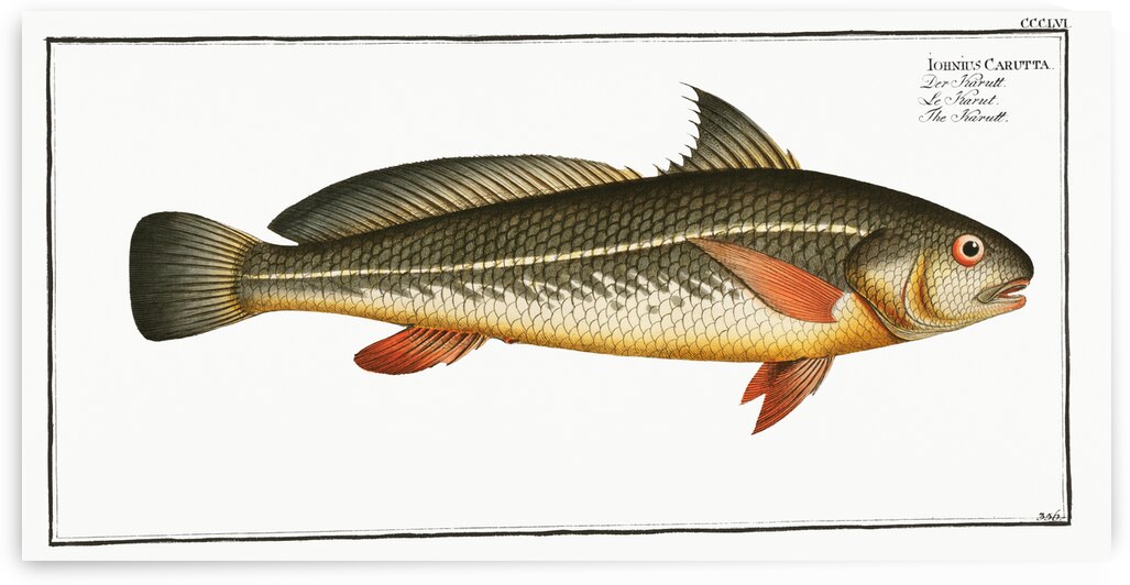 Karutt Johnius Carutta by IStockHistory com