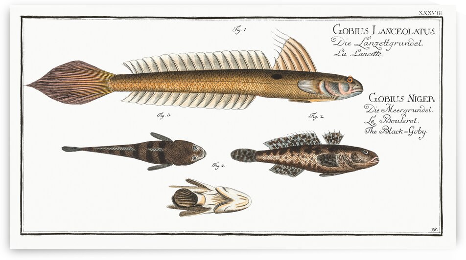 1. 4. Lancet-Goby Gobius Lanceolatus 2. 3. Black Goby Gobius Niger by IStockHistory com