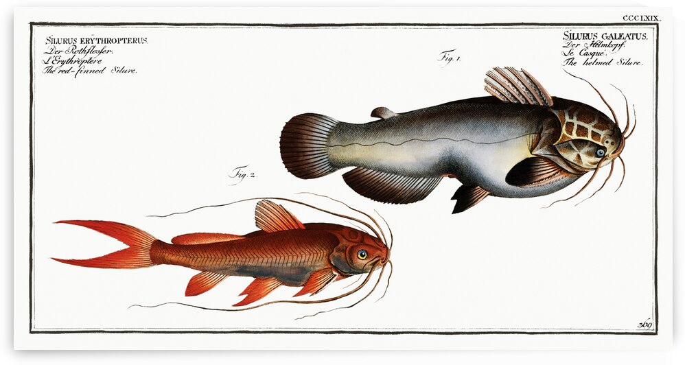 1. Helmed Silure Silurus galeatus 2. Red-finned Silure Silurus erythropterus by IStockHistory com