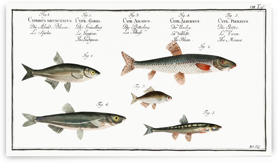 1. Sperlin Cyprinus bipunctatus 2. Bitter-Carp Cyprinus Gobio 3. Bitter-Carp Cyprinus Amarus 4. Bleak Cyprinus Alburnus 5. Minow Cyprinus Phoxinus by IStockHistory com