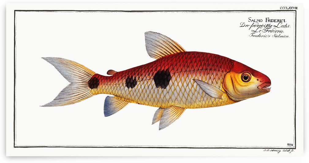 Frederics Salmon Salmo Friderici by IStockHistory com