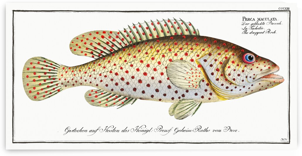 Dropped Perch Perca maculata by IStockHistory com