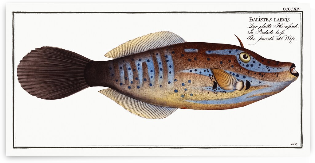 Smooth old Wife Balistes laevis by IStockHistory com