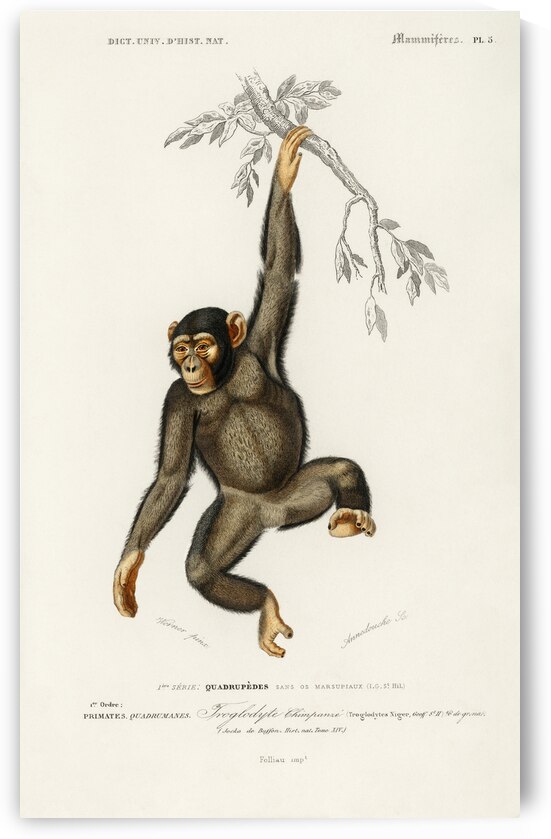 Vintage monkey poster by IStockHistory com