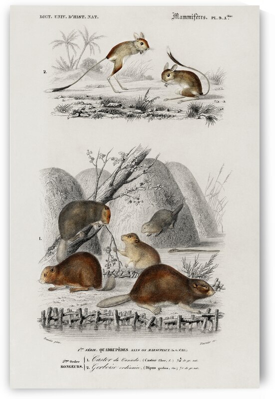 Beaver Castor and Jerboa Dipus by IStockHistory com
