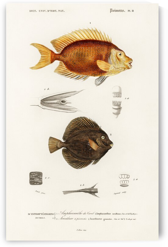Different types of fishes by IStockHistory com