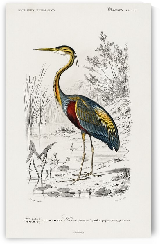 Purple heron Ardea purpurea by IStockHistory com