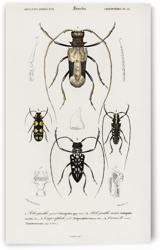 Different types of beetles by IStockHistory com