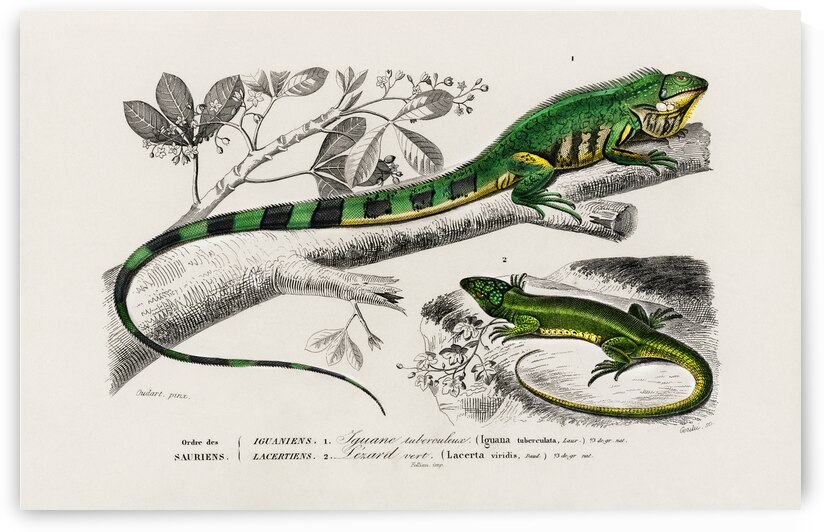 Different types of mollusks by IStockHistory com