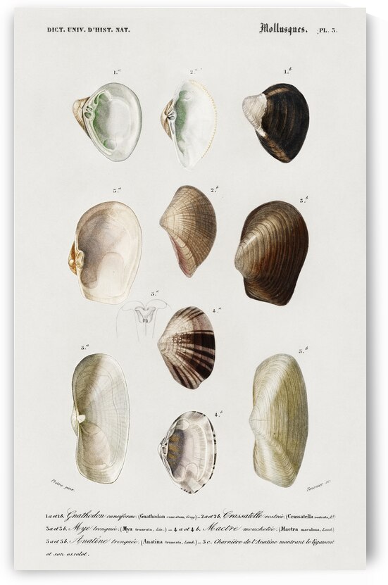 Different types of mollusks by IStockHistory com