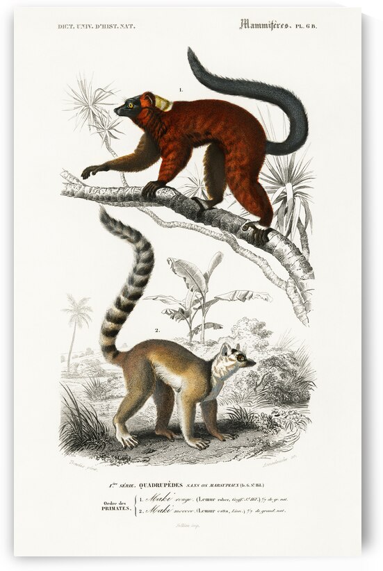 Lemur by IStockHistory com