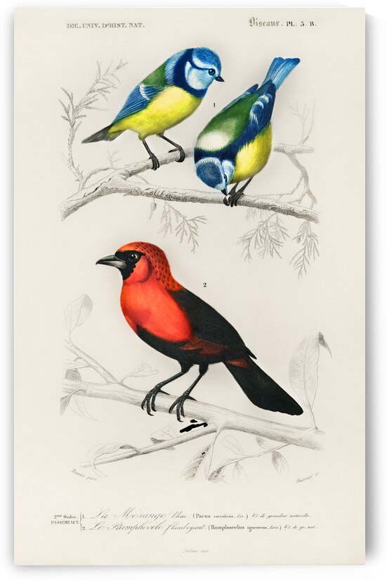 Different types of birds by IStockHistory com