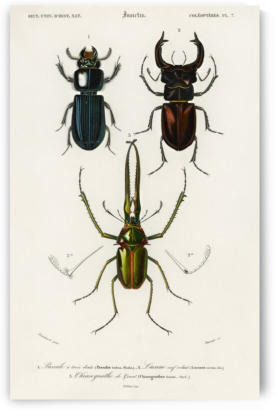 Different types of beetles by IStockHistory com