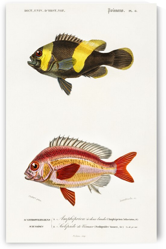 Different types of fishes by IStockHistory com