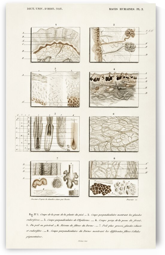 Collection of hand drawing of human skin structure by IStockHistory com