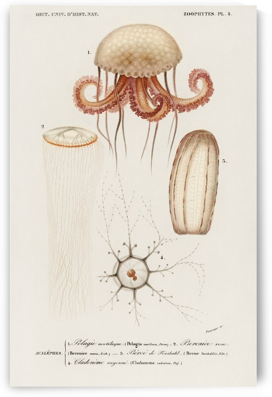 Different types of marine life by IStockHistory com