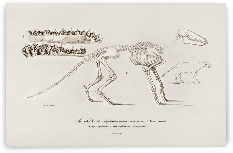 Ungulate Anoplotherium by IStockHistory com