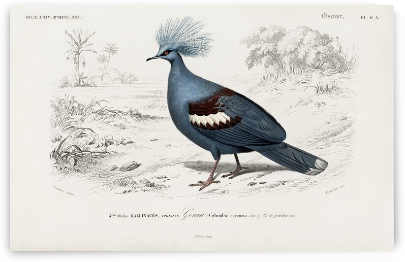 Goura by IStockHistory com