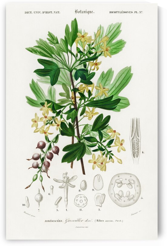 Hummingbird fuchsia Fuchsia gracilis by IStockHistory com