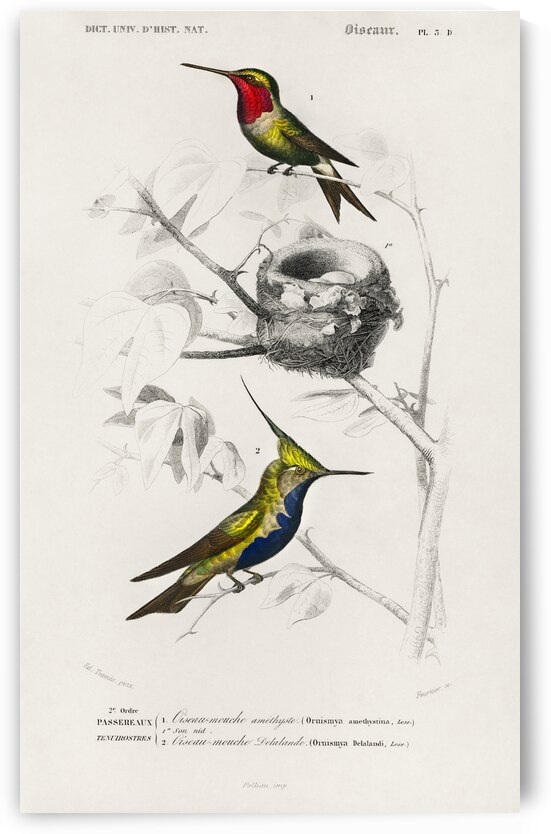 Different types of birds by IStockHistory com