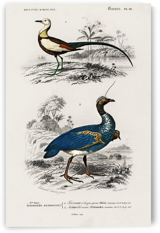 Different types of birds by IStockHistory com