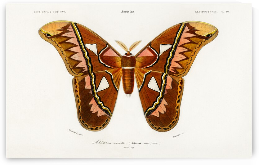 Attacus Atlas Moth Attacus Aurora by IStockHistory com