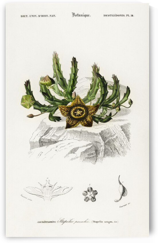Carrion-flower Stapelia variegata by IStockHistory com