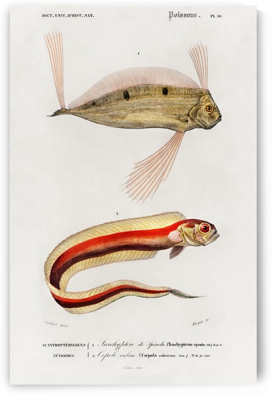 Different types of fishes by IStockHistory com