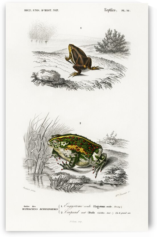 Oval frog Engystoma ovale and Green toad Bufo viridis by IStockHistory com