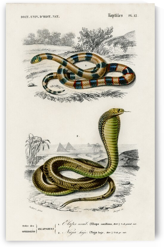 Coral Snake Elaps Corallinus and Egyptian Cobra Naja Hoje by IStockHistory com