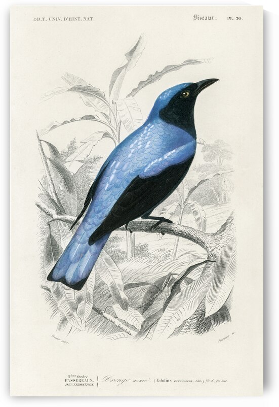 Square-tailed drongo Edoius caerulescens by IStockHistory com