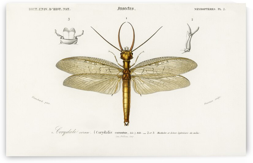 Eastern dobsonfly Corydalus cornutus by IStockHistory com