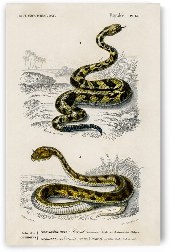 Rattlesnake Crotale and Saharan horned Viper Cerastes by IStockHistory com