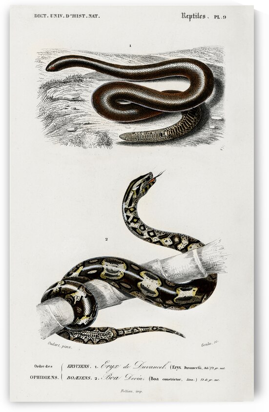 Eryx and the Red-tailed boa by IStockHistory com