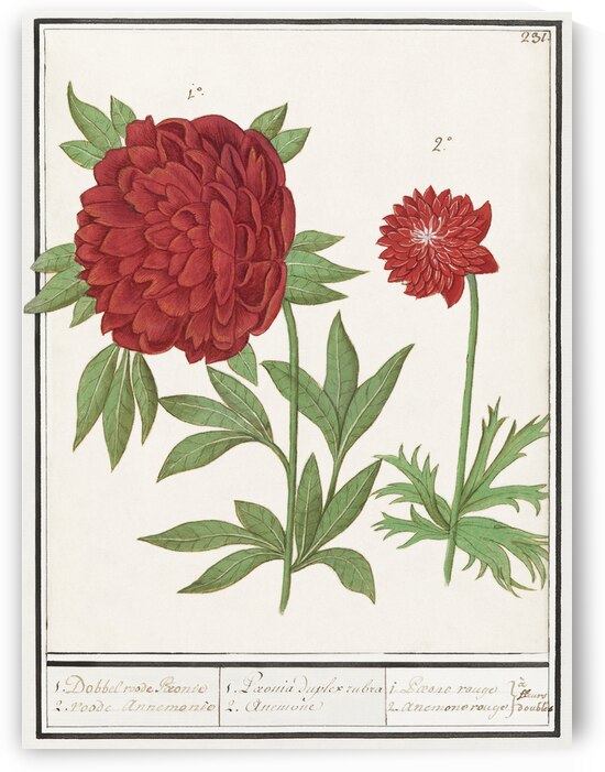 Peony and anemone in vintage style by IStockHistory com