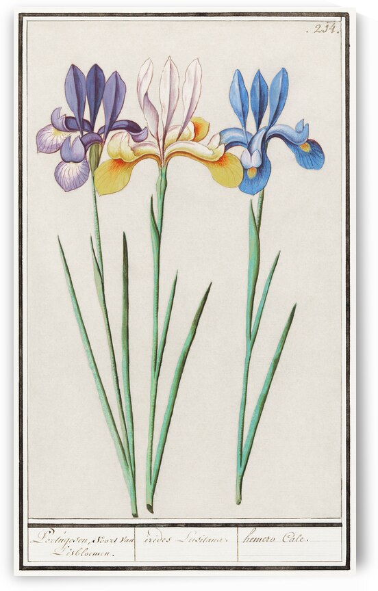 Iris in vintage style by IStockHistory com