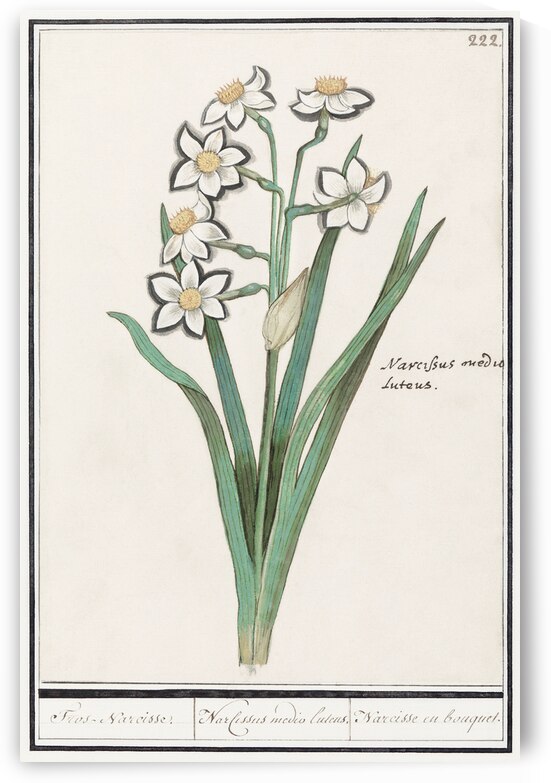 Iris in vintage style by IStockHistory com