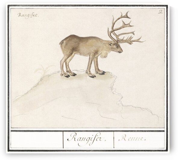 Reindeer in vintage style by IStockHistory com