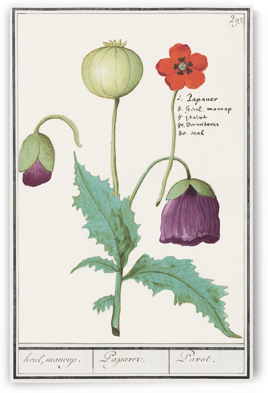 Poppy in vintage style by IStockHistory com