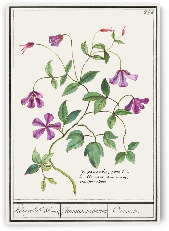 Clematis in vintage style by IStockHistory com