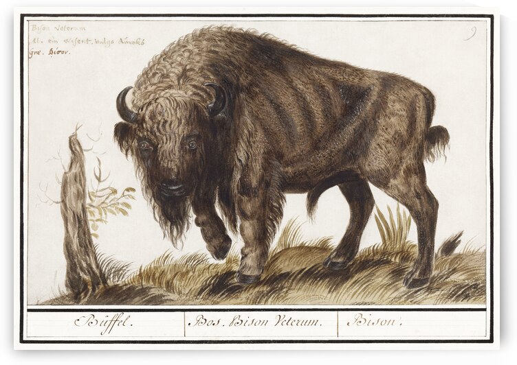 Wisent in vintage style by IStockHistory com