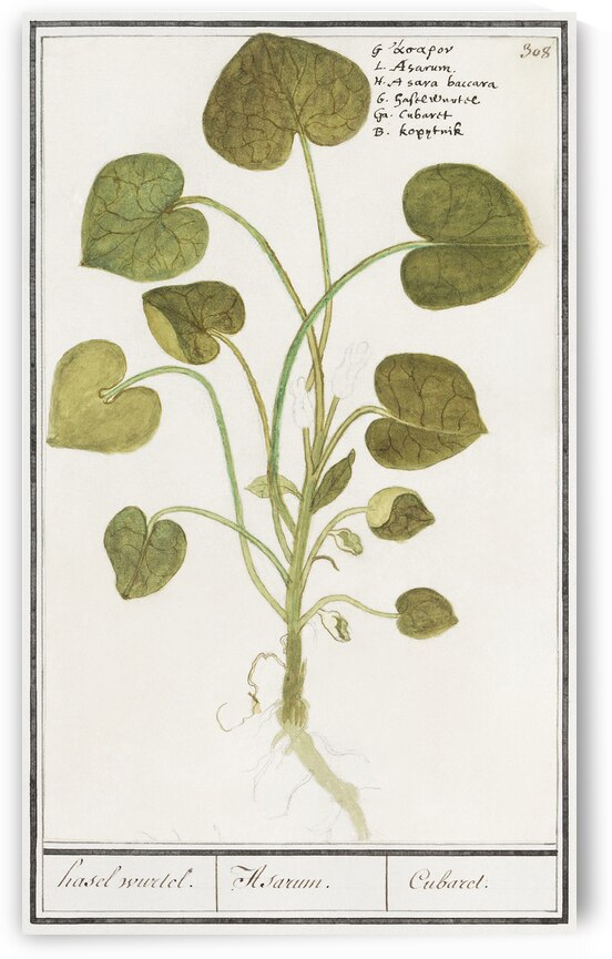 Mansoor flower in vintage style by IStockHistory com