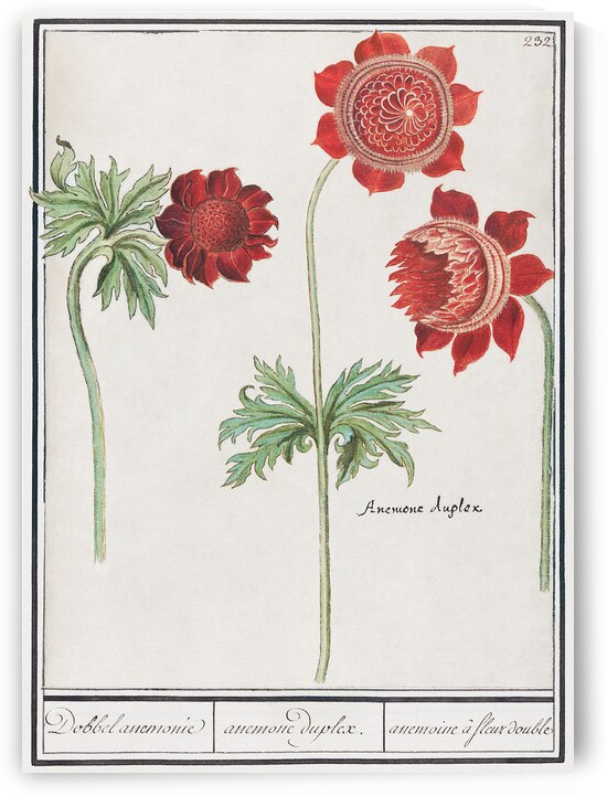 Peony and anemone in vintage style by IStockHistory com