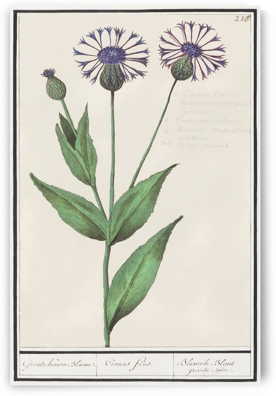 Centaury flower in vintage style by IStockHistory com