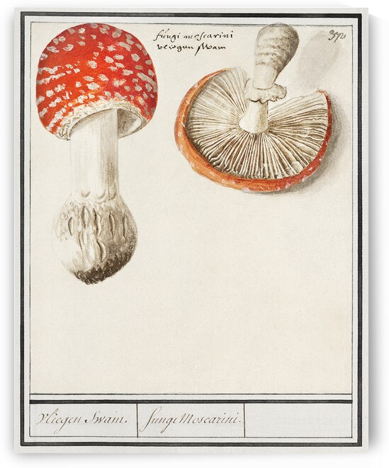 Mushrooms in vintage style by IStockHistory com