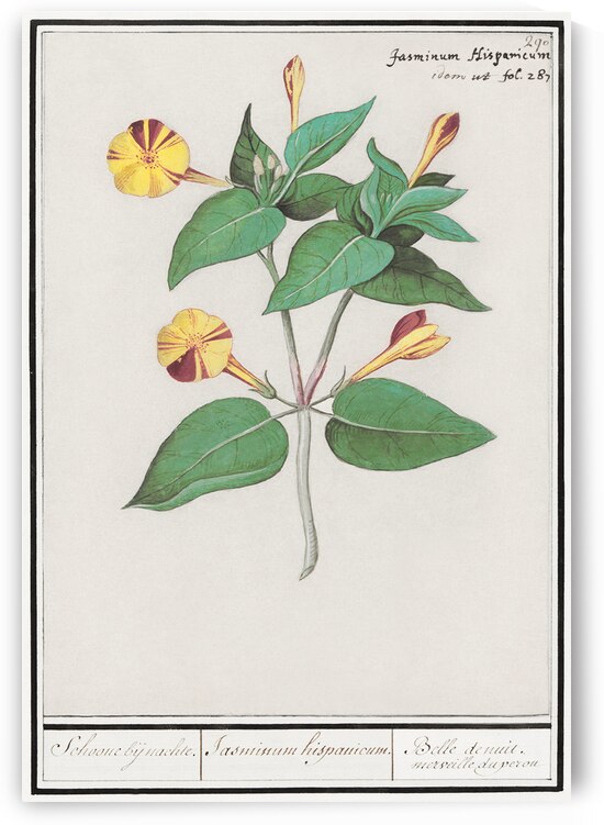 Marvel-of-peru in vintage style by IStockHistory com