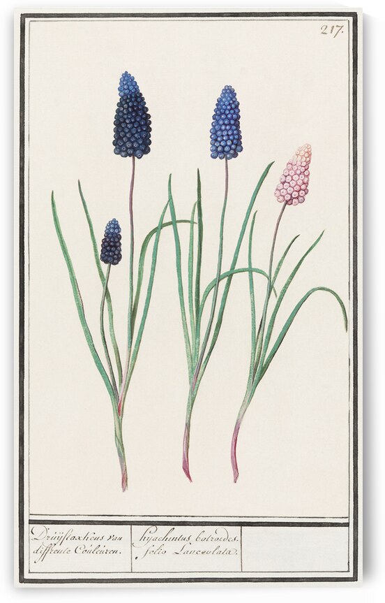 Grape hyacinth in vintage style by IStockHistory com