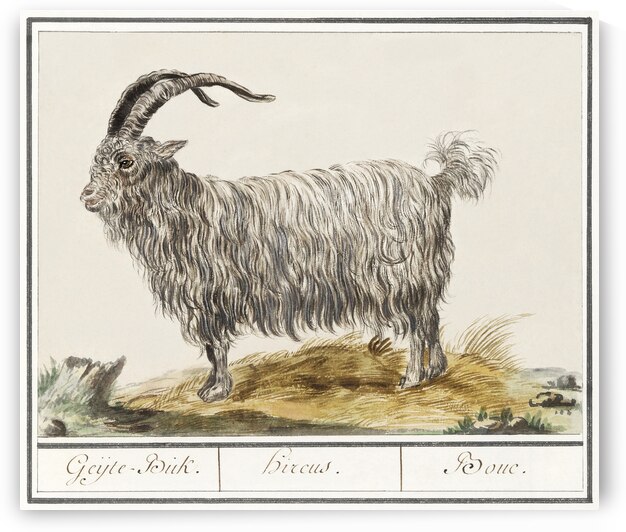 Goat in vintage style by IStockHistory com