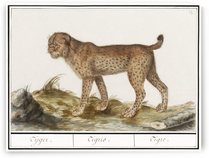 Lynx in vintage style by IStockHistory com